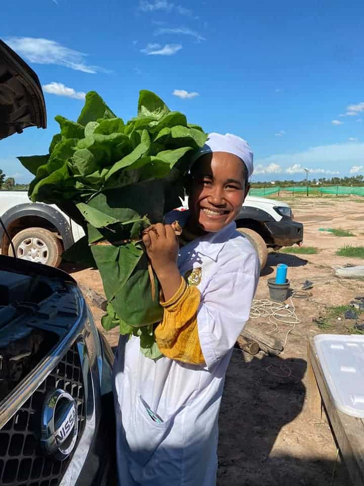 Harvesting Vegetable from Hydroponics Farm in Siem Reap